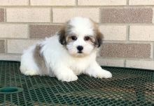 Coton De Tulear Pups Now Ready-E-mail-on ( paulhulk789@gmail.com )