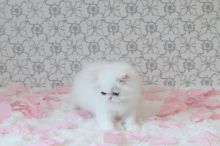 Extremely Cute Persian Kittens looking for good homes!-Text On ( 813-586-0441 )