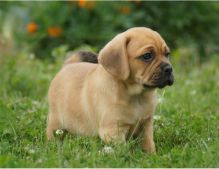 Good Looking Puggle Puppies Ready For Good Homes ( paulhulk789@gmail.com )