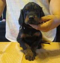 Gordon Setter puppies READY NOW! (paulhulk789@gmail.com)