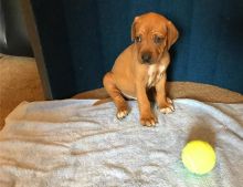 Home Trained Rhodesian Ridgeback Pups Ready Now-E-mail-on ( paulhulk789@gmail.com )