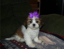 Lhasa Apso Puppies Ready Now ( paulhulk789@gmail.com )