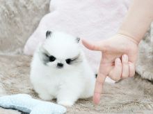Male and Female Tea Cup Pomeranian puppies