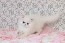 Male & Female Persian Kittens Now Available-Text On ( 813-586-0441 )