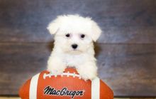 Outstanding Maltipoo Puppies (ready Now) paulhulk789@gmail.com