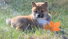 Outstanding Shiba Inu Puppies For Sale . Email-on ( paulhulk789@gmail.com )