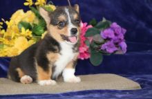 Pembroke Welsh Corgi Pups Ready Now ( paulhulk789@gmail.com )