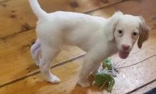 Quality English Setter Pups Ready Now-E-mail-on ( paulhulk789@gmail.com )