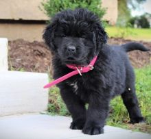 Superb Quality CKc Reg Newfoundland Puppies Ready Now ( paulhulk789@gmail.com)