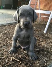 Weimaraner Puppies For Sale-E-mail-on ( paulhulk789@gmail.com)