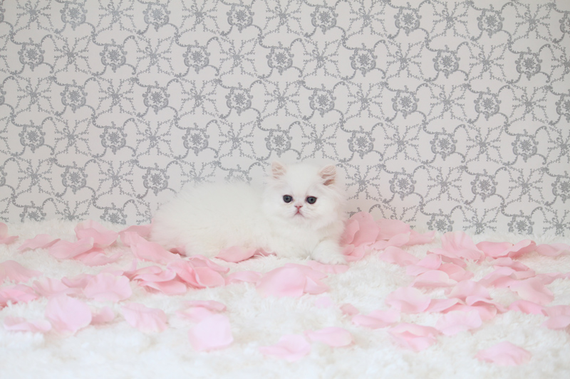 CFA Pure Persian kittens Ready For Good and Lovely Homes-Text On ( 813-586-0441 ) Image eClassifieds4u