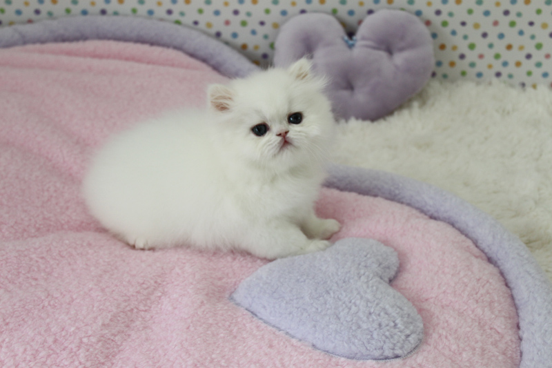 CFA Reg Persian Kittens Ready For Good Homes-Text On ( 813-586-0441 ) Image eClassifieds4u