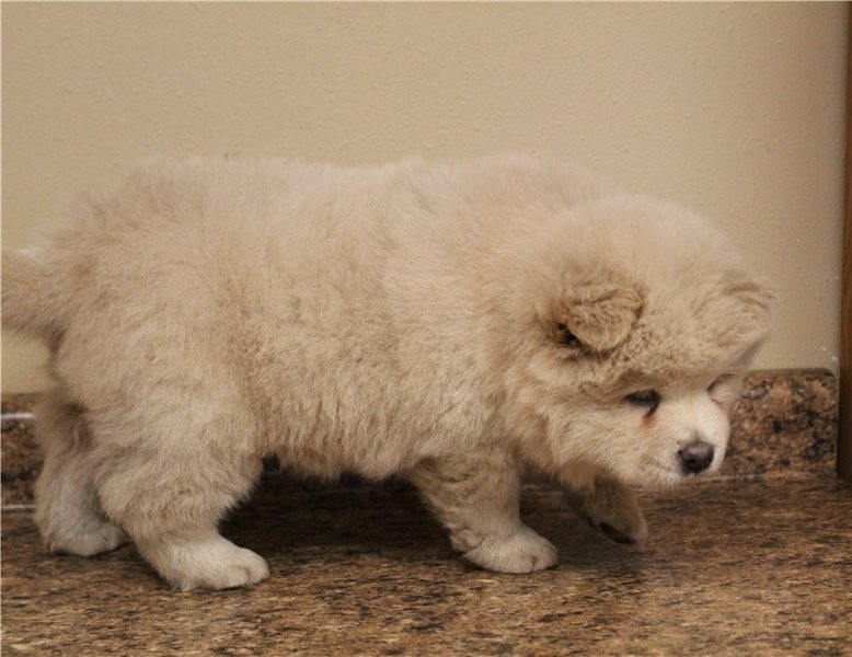 Chow Chow Puppies For Sale ( paulhulk789@gmail.com ) Image eClassifieds4u
