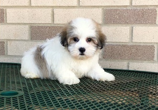 Coton De Tulear Pups Now Ready-E-mail-on ( paulhulk789@gmail.com ) Image eClassifieds4u