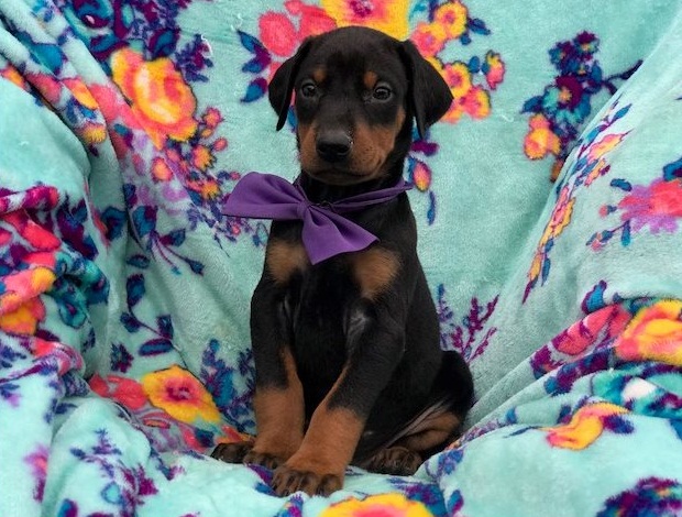 Doberman Pinscher Puppies Ready-E-mail-on ( paulhulk789@gmail.com ) Image eClassifieds4u