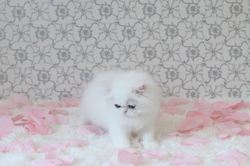 Extremely Cute Persian Kittens looking for good homes!-Text On ( 813-586-0441 ) Image eClassifieds4u