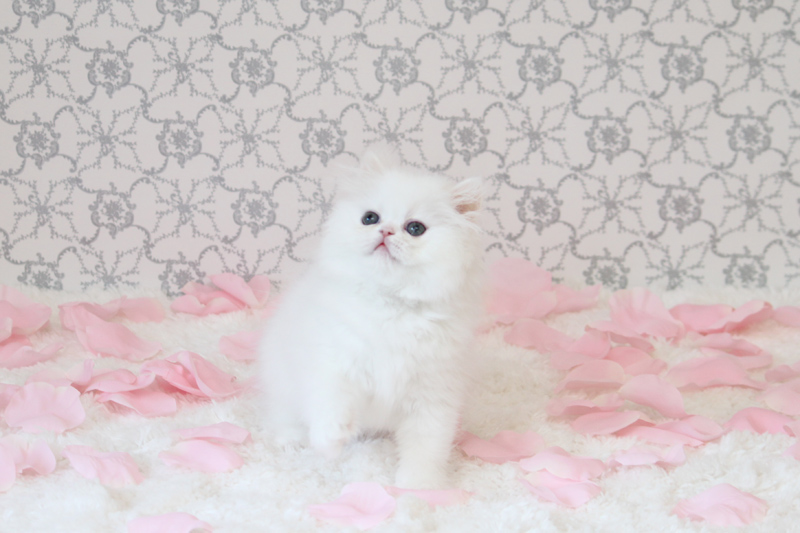 GCCF Reg Persian kittens Ready For Good and Lovely Homes-Text On ( 813-586-0441 ) Image eClassifieds4u