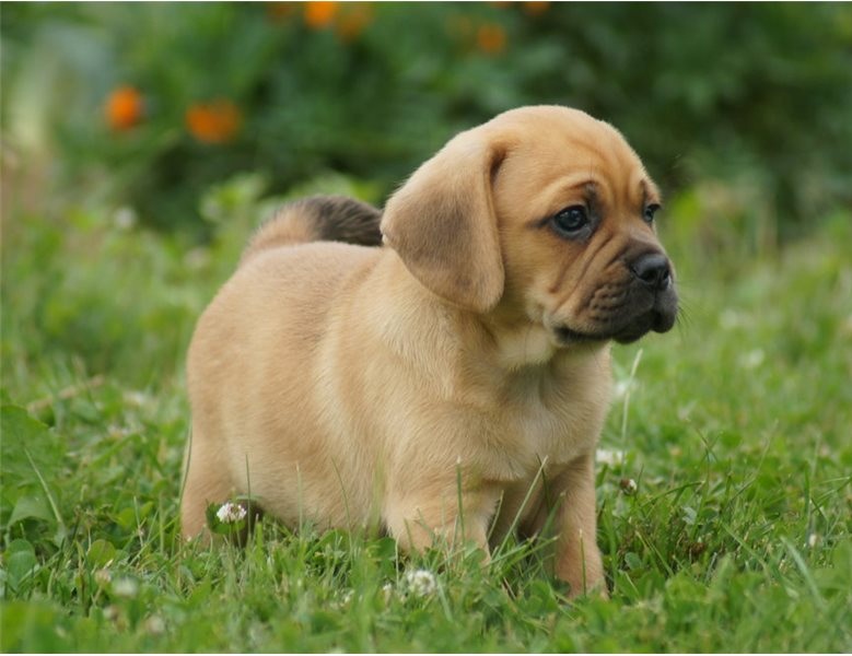 Good Looking Puggle Puppies Ready For Good Homes ( paulhulk789@gmail.com ) Image eClassifieds4u