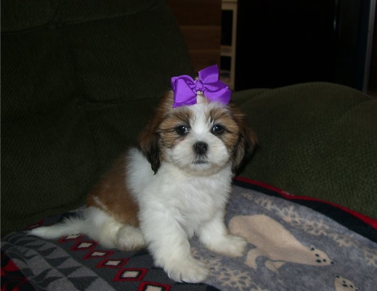 Lhasa Apso Puppies Ready Now ( paulhulk789@gmail.com ) Image eClassifieds4u