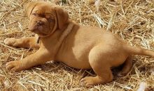 Dogue De Bordeaux For Good Home-E-mail-on ( paulhulk789@gmail.com ) Image eClassifieds4U