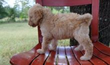 Affectionate Goldendoodle Puppies For Sale-E-mail-on ( paulhulk789@gmail.com ) Image eClassifieds4U
