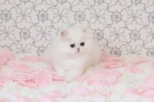 Beautiful Cfa Doll Face Persian Kittens For Good and Lovely Homes-Text On ( 813-586-0441 ) Image eClassifieds4U