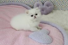 CFA Reg Persian Kittens Ready For Good Homes-Text On ( 813-586-0441 ) Image eClassifieds4U