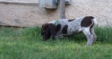 German Shorthaired Pointer Puppies For Sale Text On 204 817 5731