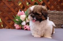 Male and Female Shih Tzu Puppies Available Image eClassifieds4U