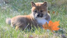 Outstanding Shiba Inu Puppies For Sale . Email-on ( paulhulk789@gmail.com ) Image eClassifieds4U