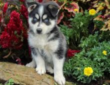 Pomsky Pups Ready For Good Homes-E-mail-on ( paulhulk789@gmail.com ) Image eClassifieds4U