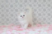 Quality Blue Eyes Persian Kittens For Sale-Text On ( 813-586-0441 ) Image eClassifieds4U