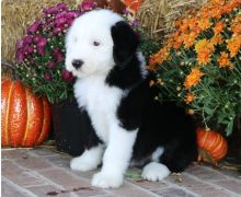 Superb Quality cKc Reg Olde English Sheepdog Pups-E-mail-on ( paulhulk789@gmail.com ) Image eClassifieds4U