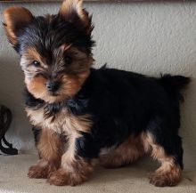 Yorkshire Terrier Puppies For Sale-E-mail-on ( paulhulk789@gmail.com ) Image eClassifieds4U