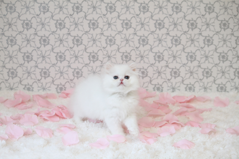 Pure-Bred Persian kittens Ready Now For Sale-Text On ( 813-586-0441 ) Image eClassifieds4u