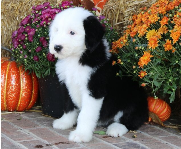Superb Quality cKc Reg Olde English Sheepdog Pups-E-mail-on ( paulhulk789@gmail.com ) Image eClassifieds4u