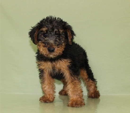 Welsh Terrier Puppies For Good Homes ( paulhulk789@gmail.com ) Image eClassifieds4u