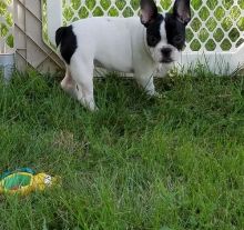 French Bulldog Puppies Available TEXT (571) 310-3529