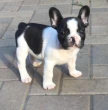 French Bulldog Puppies Available TEXT (571) 310-3529