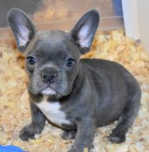 Gorgeous French Bulldog Puppies TEXT (571) 310-3529