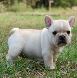 French Bulldog Puppies Available TEXT (571) 310-3529 Image eClassifieds4u