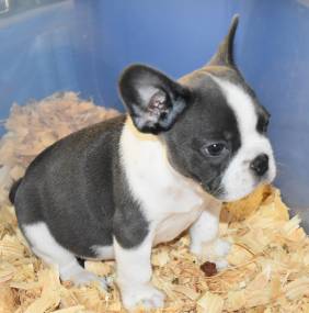 French Bulldog Puppies Available TEXT (571) 310-3529 Image eClassifieds4u