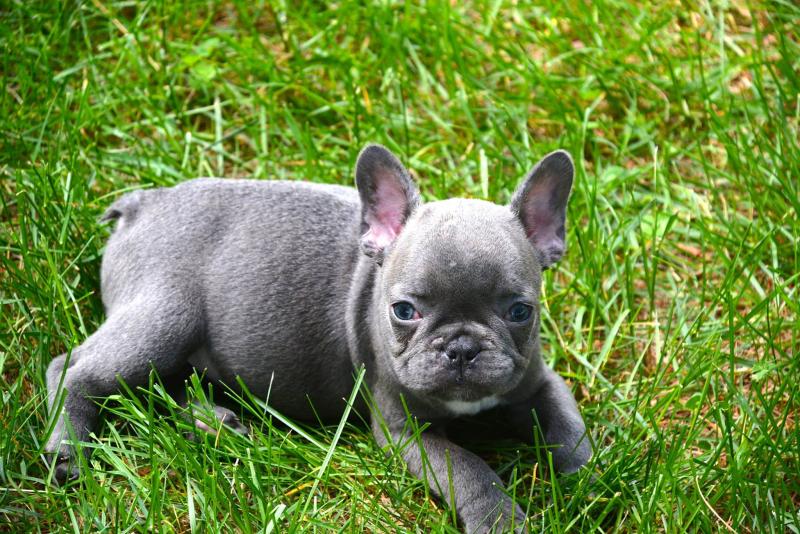 Gorgeous French Bulldog Puppies TEXT (571) 310-3529 Image eClassifieds4u