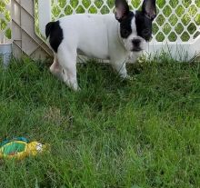 Gorgeous French Bulldog Puppies TEXT (571) 310-3529 Image eClassifieds4U