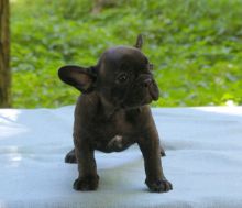 Gorgeous French Bulldog Puppies TEXT (571) 310-3529 Image eClassifieds4U
