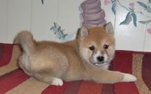 Outstanding Shiba Inu Puppies For Sale- E-mail-on ( paulhulk789@gmail.com )