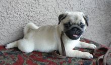 Pug puppies ready now