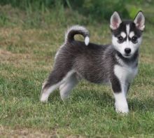 Alaskan Klee Kai Pups For Good Homes-E mail me on ( paulhulk789@gmail.com )