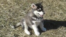 Alaskan Malamute Pups Now Ready-E mail me on ( paulhulk789@gmail.com )