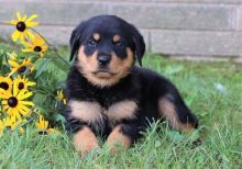 Amazing Rottweiler Puppies for sale, Text me at: 406-219-1012